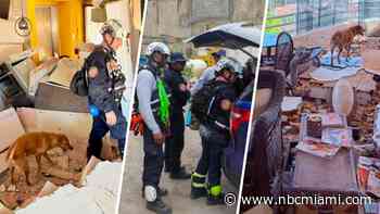 WATCH: Miami-Dade rescuers, K-9s search for survivors in Venezuela after earthquakes