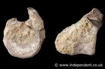 First dinosaur bone from Antarctica was unnoticed for 40 years