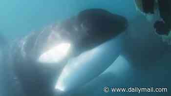Moment pod of killer whales surround and attack yacht, spinning it 360 degrees and destroying its rudder off Gibraltar