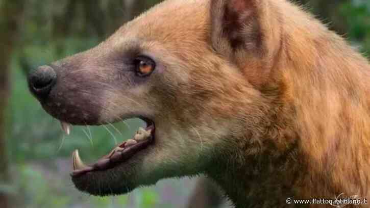 Scoperti i resti del “cane-orso”, il temibile predatore scomparso 16 milioni di anni fa: il ritrovamento degli archeologi in Catalogna
