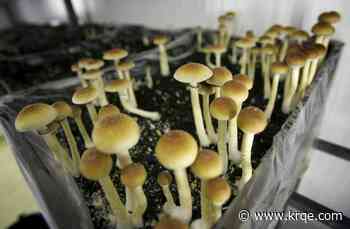 California man dosed sons daily with hallucinogens, ran psilocybin operation: prosecutors