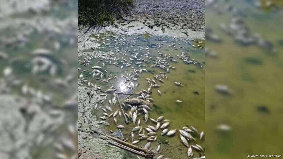 Hitze-Schock in Oberbayern: Massenweise tote Fische in See entdeckt