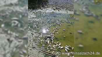 Hitze-Schock in Oberbayern: Massenweise tote Fische in See entdeckt