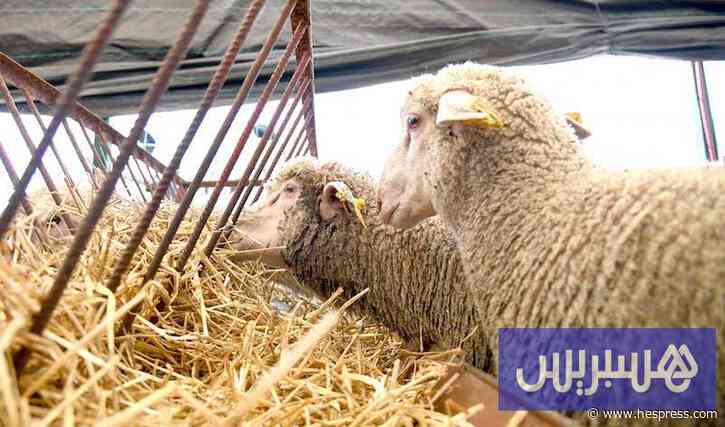 إشكالات تنظيمية تؤخر اجتماع التنسيق بشأن تقصي دعم استيراد المواشي