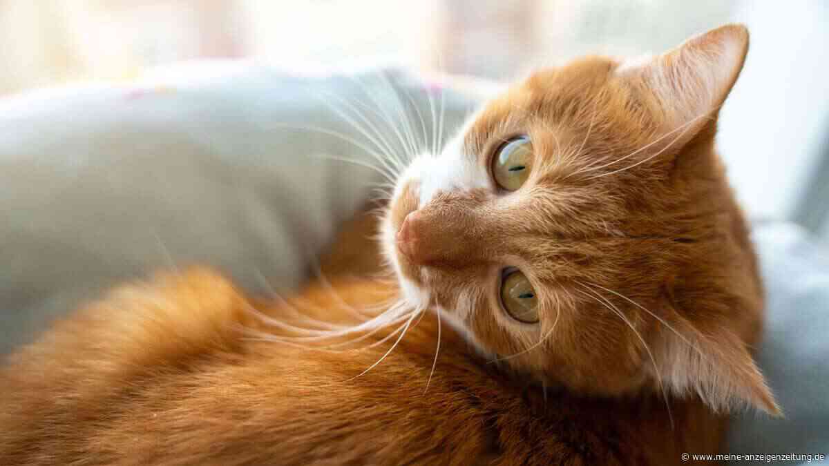 Verschmust, frech, chaotisch: Was steckt wirklich hinter dem Charakter roter Katzen?