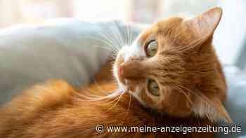Verschmust, frech, chaotisch: Was steckt wirklich hinter dem Charakter roter Katzen?