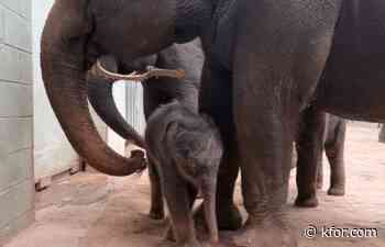 It's a girl! OKC Zoo announces birth of endangered Asian elephant calf
