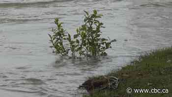 Heavy rainfall triggers flood warnings, evacuation alerts west of Calgary