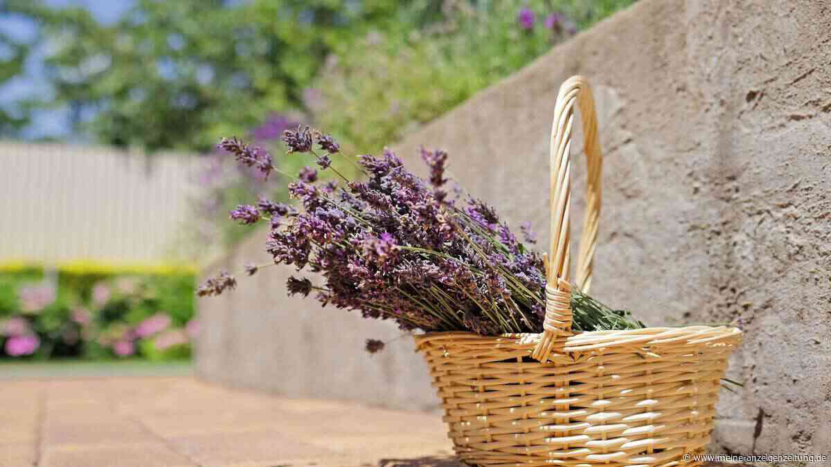 Lavendel im Sommer schneiden: Wer jetzt handelt, erntet eine zweite Blüte
