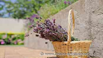 Lavendel im Sommer schneiden: Wer jetzt handelt, erntet eine zweite Blüte