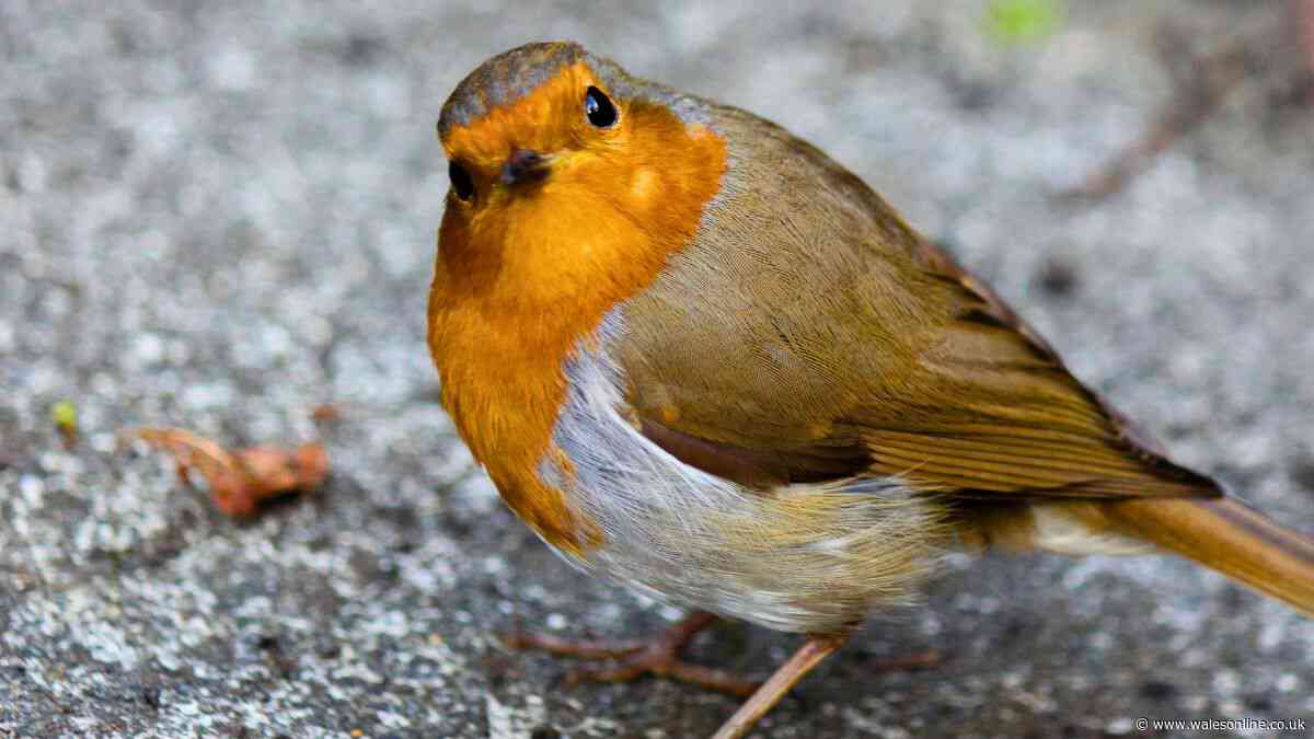 Anyone with a garden urged to leave 1 food item out for robins in July