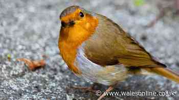 Anyone with a garden urged to leave 1 food item out for robins in July