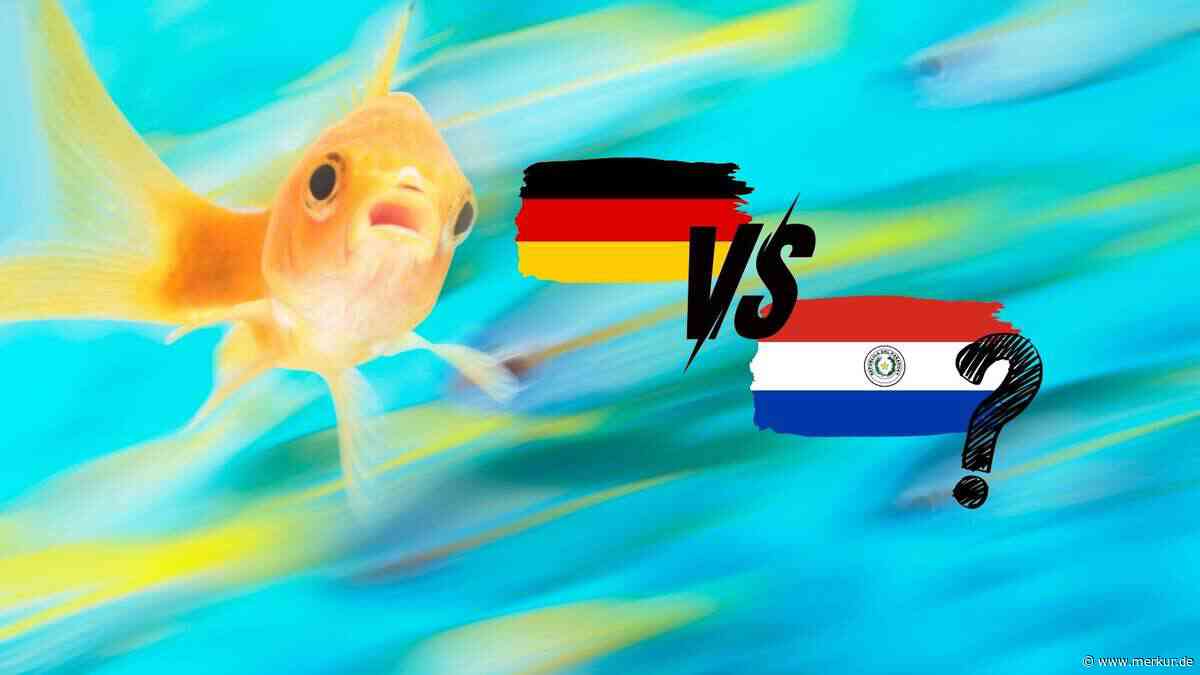 Dieser Goldfisch in Toronto sagt WM-Spiele voraus – und er „trifft“ erstaunlich oft