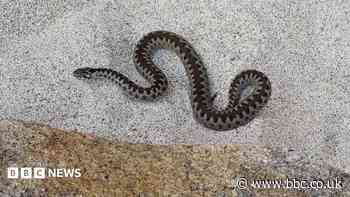 Adder rescued after being spotted on beach
