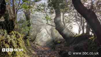Rainforest project wins national recognition award