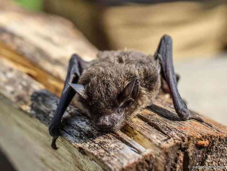 Ontario boy died two years ago after a bat sat on his face. There were no visible bites