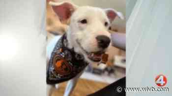 1-year-old Scottie is looking for a forever home