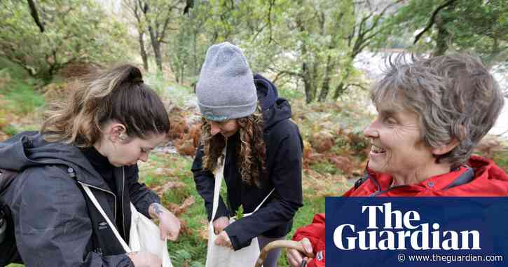 ‘Literally growing the future’: volunteers help save Scottish rainforest by collecting 11m seeds