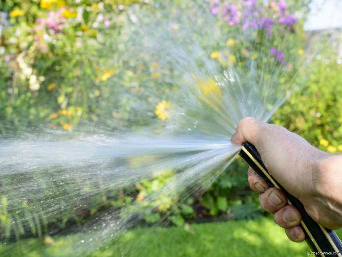 Plant garlic and onions at plot edges to protect from overwatering