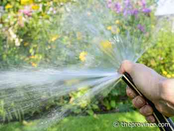 Plant garlic and onions at plot edges to protect from overwatering