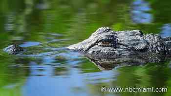 Woman killed in alligator attack while swimming in Florida river, FWC says
