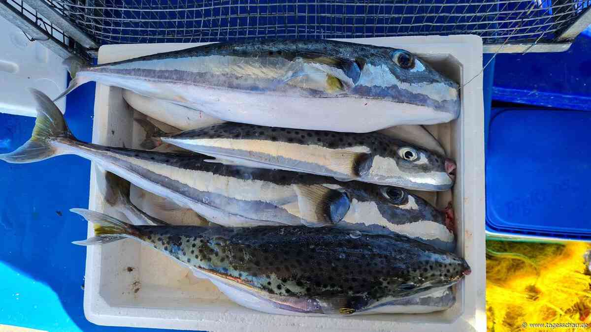Griechenland zahlt Fangprämie für giftigen Hasenkopf-Kugelfisch