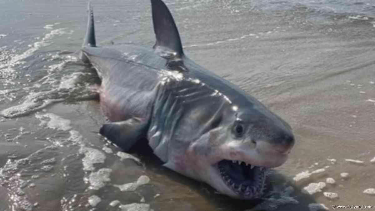 Stay-alert warnings issued as sharks return to one of America's busiest beaches