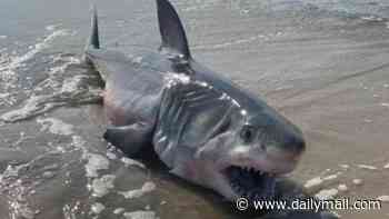 Stay-alert warnings issued as sharks return to one of America's busiest beaches