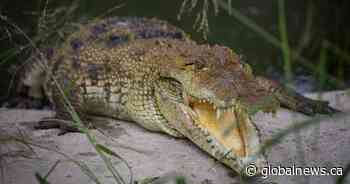 28-year-old man dead in fatal crocodile attack near Mexico resort