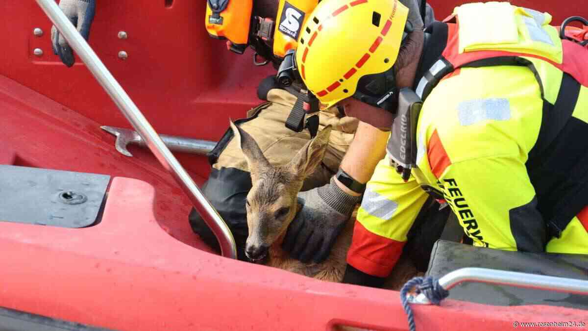 Reh treibt im Innkanal – Einsatzkräfte retten Bambi bei Mühldorf
