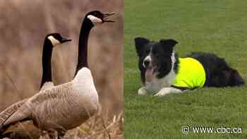 Meet Ben, Toronto’s World Cup geese patrol dog
