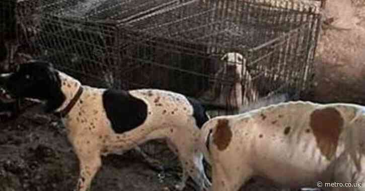 Moment 77 starving dogs rescued from Crufts winning breeder’s house of horrors