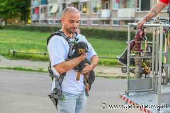 Hond belandt op dak via zolderraam, brandweer schiet te hulp