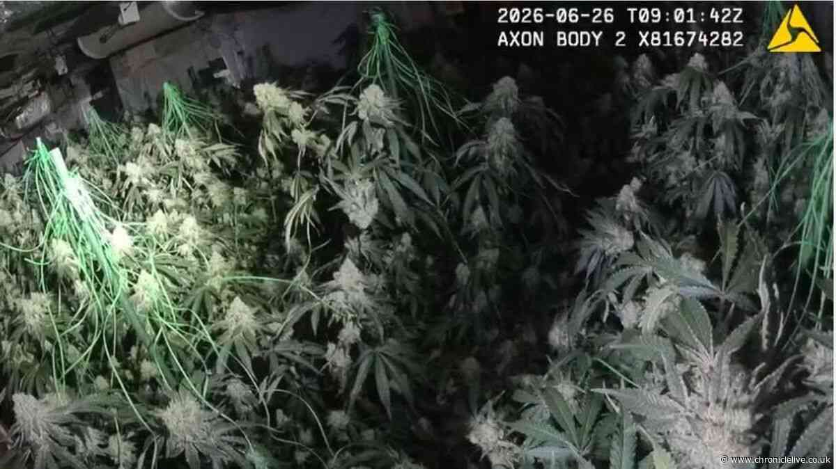 Man arrested after suspected cannabis farm with '1,000 plants' found inside North East address