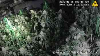 Man arrested after suspected cannabis farm with '1,000 plants' found inside North East address