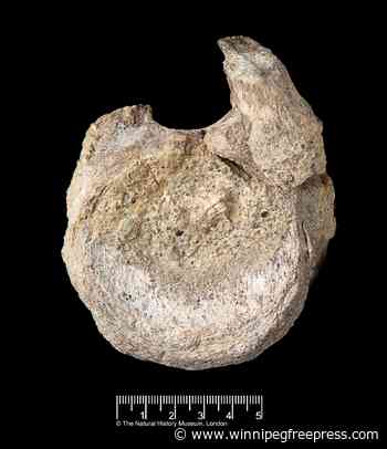 A rare dinosaur fossil from Antarctica is found tucked away in a drawer