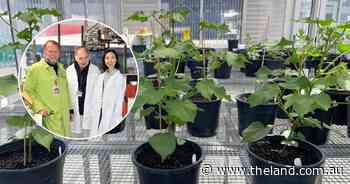 The climate trait that could be central to breeding future crop resilience