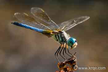 'Super important for conservation': The role dragonflies play in New Mexico's ecosystem