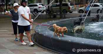 Heat waves are dangerous for pets. Here’s how you could keep them cool