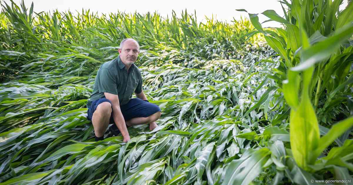 Zomerstorm walst over maisveld, maar mist het doolhof steeds nét: ‘Hoe dat kan? Tsja, zeg het maar’