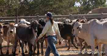 Cattle market: safeguard tariffs start to bite as Australian prices rise