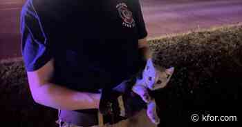 Moore Fire Department rescues kittens from storm drain