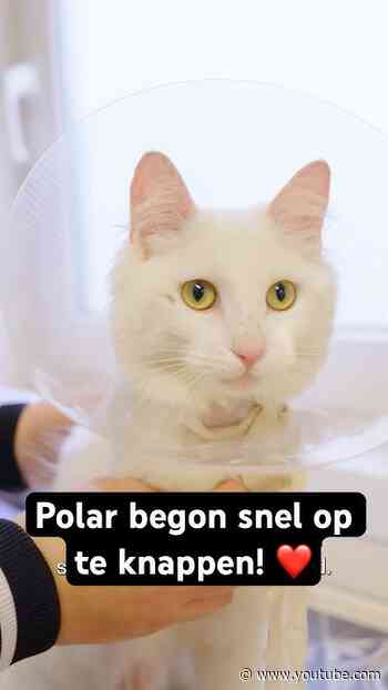 Polar was heel erg ziek 🤕