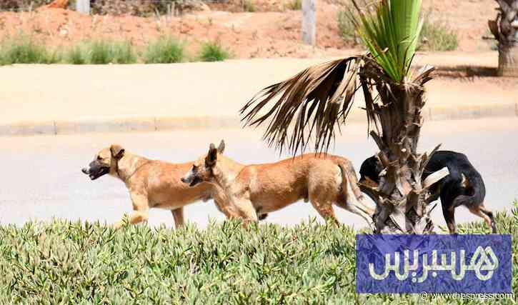 مجلس النواب يصادق بالأغلبية على مشروع قانون حماية الحيوانات الضالة