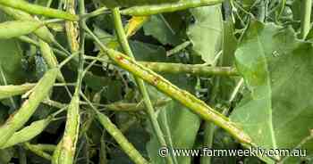 Mice continue to cause damage in the Mid West, stripping canola pods