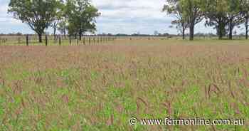 Highly productive 1802 acre Western Downs cattle property heads to auction