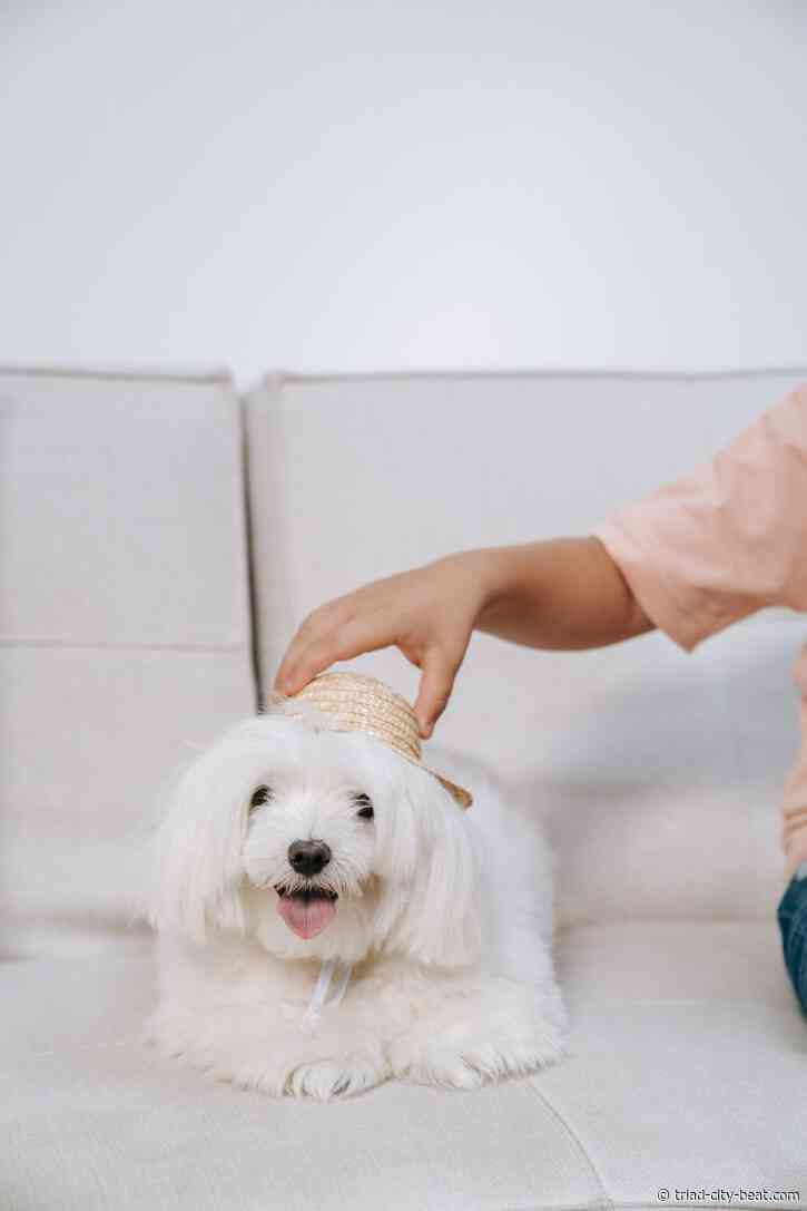 Things to Consider When Selecting a Comprehensive Pet Care Provider