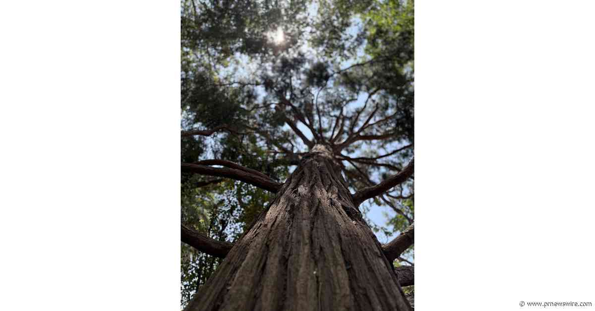 EagleVision's 'Nature, Inc.' Spotlights Jeff Perry Who Saved 1,000+ Burned Trees to Help Rebuild Altadena