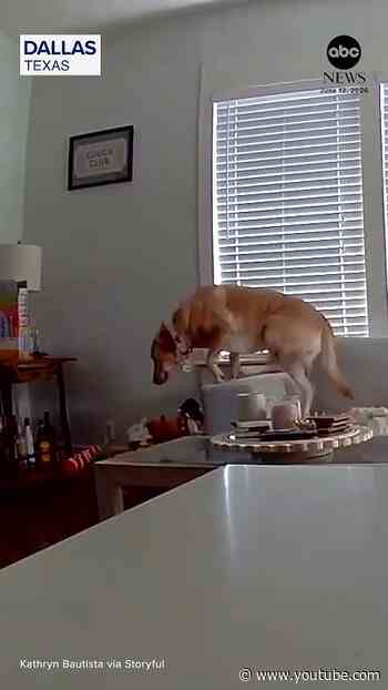 Dog makes lucky escape before ceiling collapse