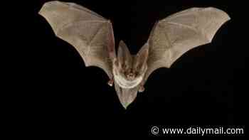 Boy, 11, dies from rabies after bat landed on his face while he slept but left no visible bite as doctors issue warning
